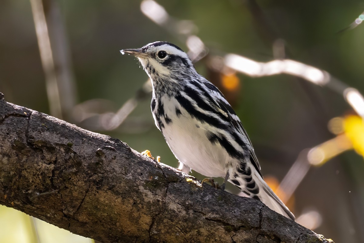 Black-and-white Warbler - ML623492861
