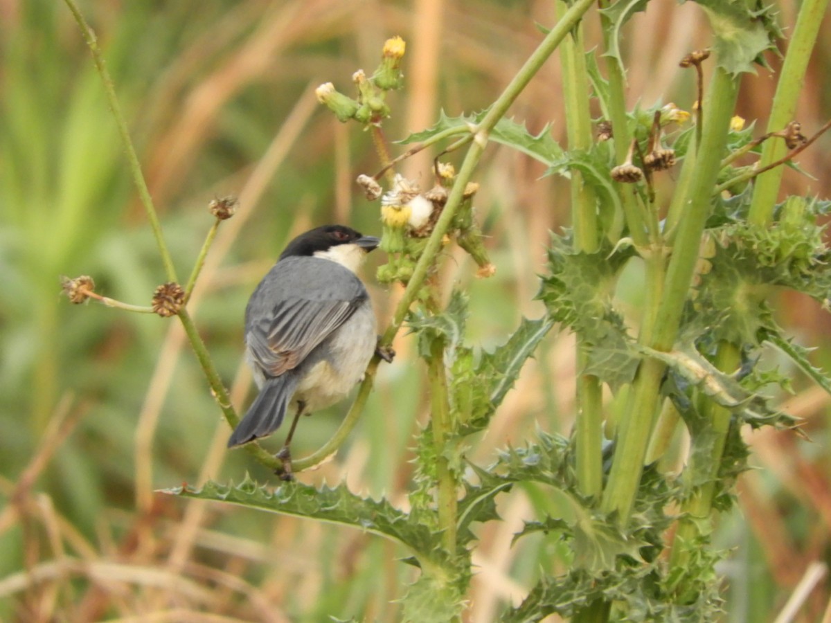 Black-capped Warbling Finch - ML623492862