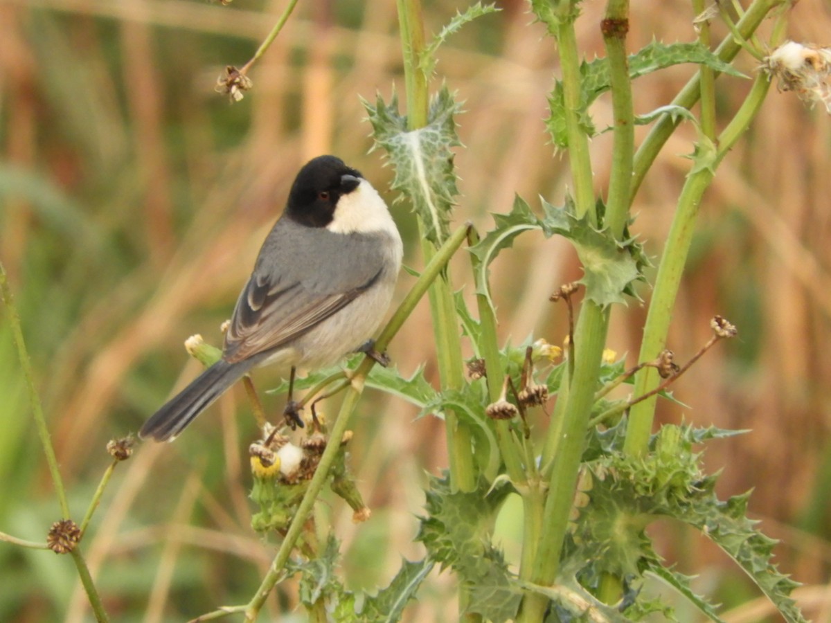 Black-capped Warbling Finch - ML623492863