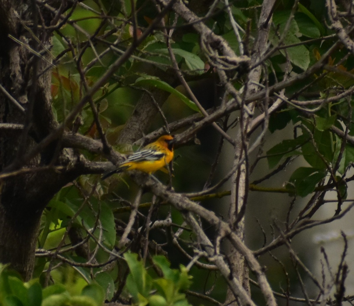 Streak-backed Oriole - ML623492898