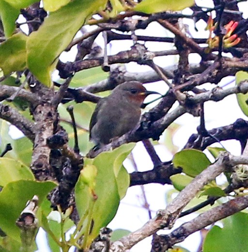 Elfin Myzomela - ML623492903