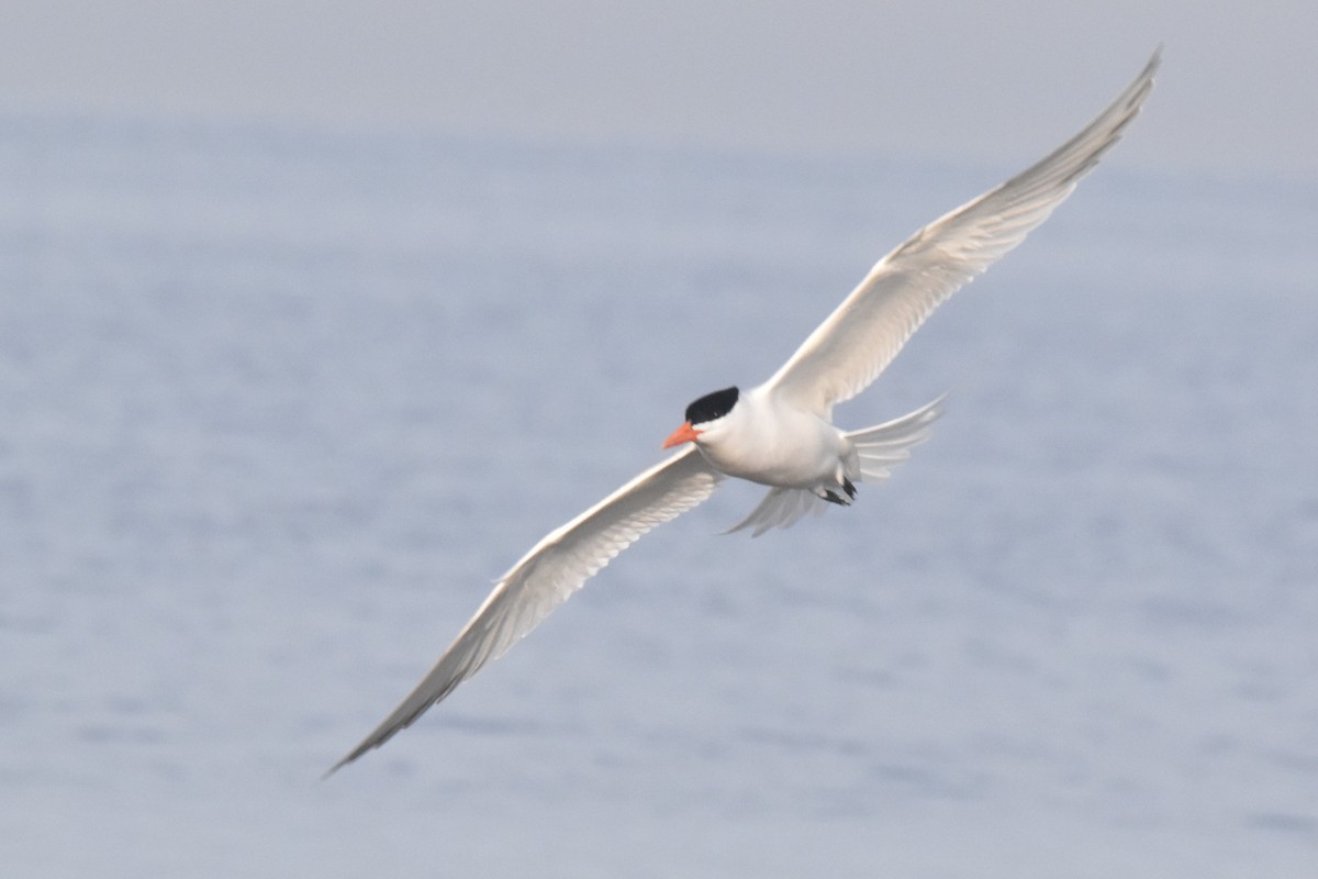 Royal Tern - Víctor Sánchez