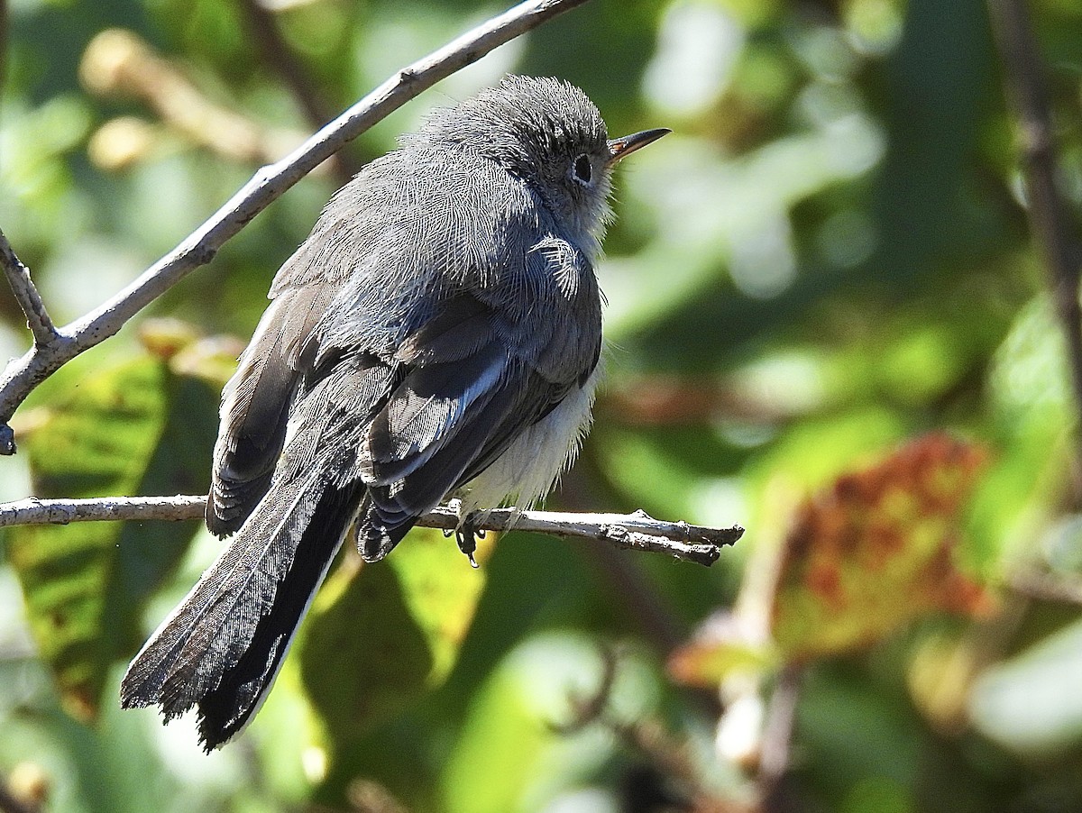 Blue-gray Gnatcatcher - Nick & Jane