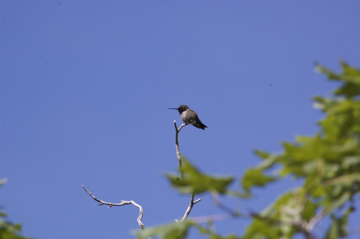 Black-chinned Hummingbird - ML623492967