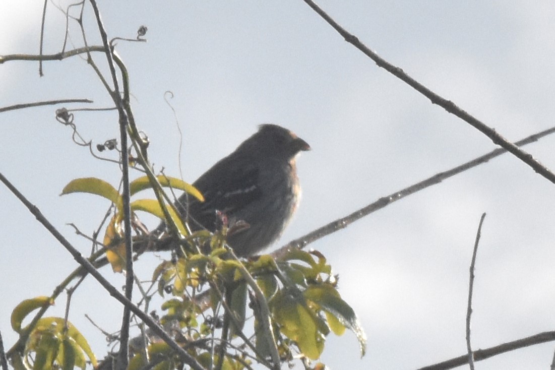 White-tipped Plantcutter - Víctor Sánchez