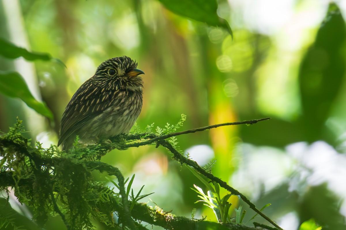 White-chested Puffbird - Marc Brawer