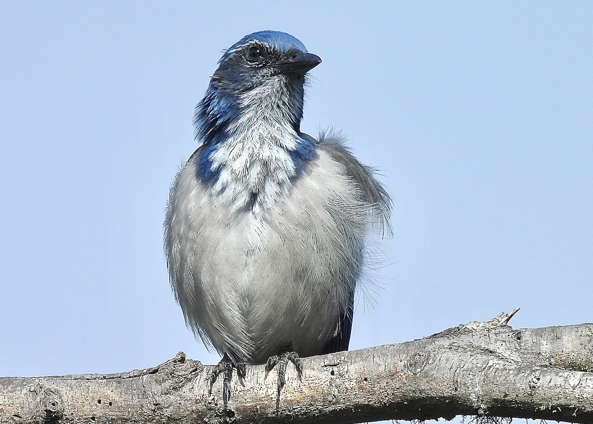 California Scrub-Jay - ML623492997