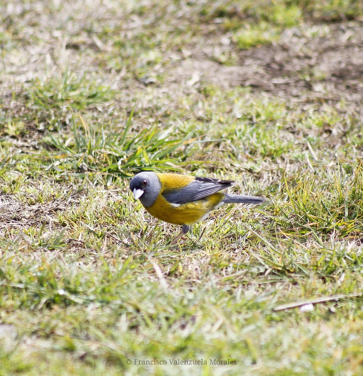 Patagonian Sierra Finch - ML623492999