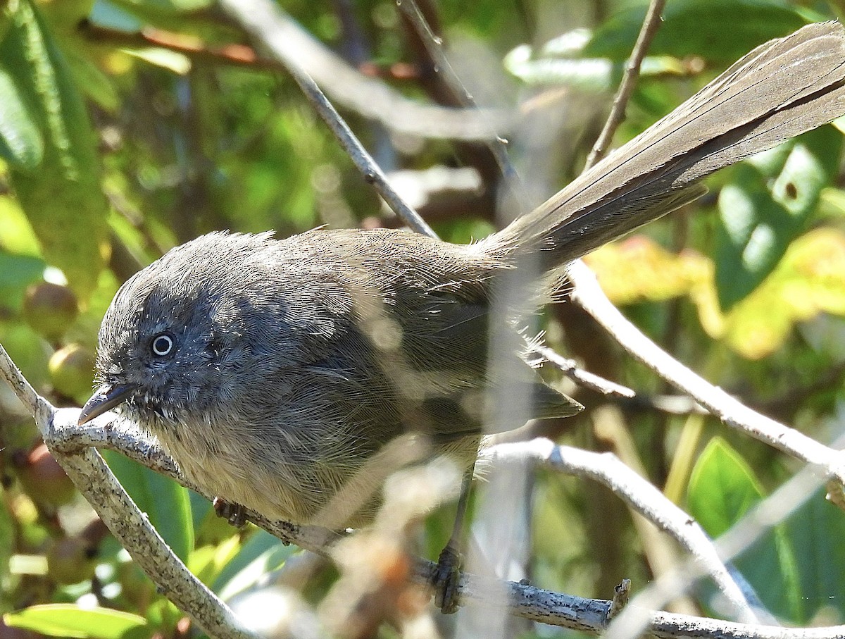 Wrentit - ML623493012