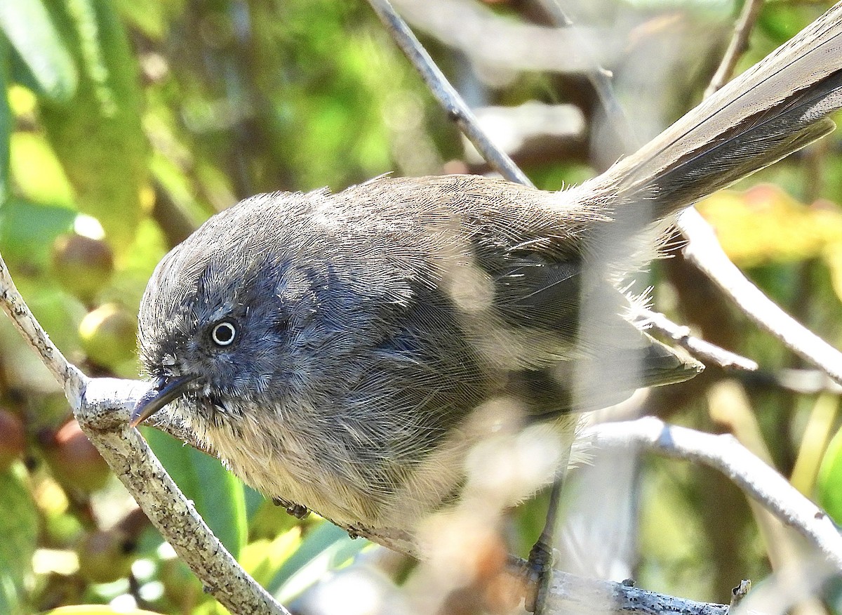 Wrentit - ML623493013