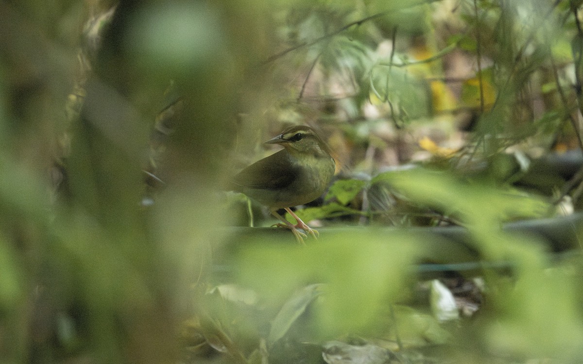 Swainson's Warbler - ML623493024