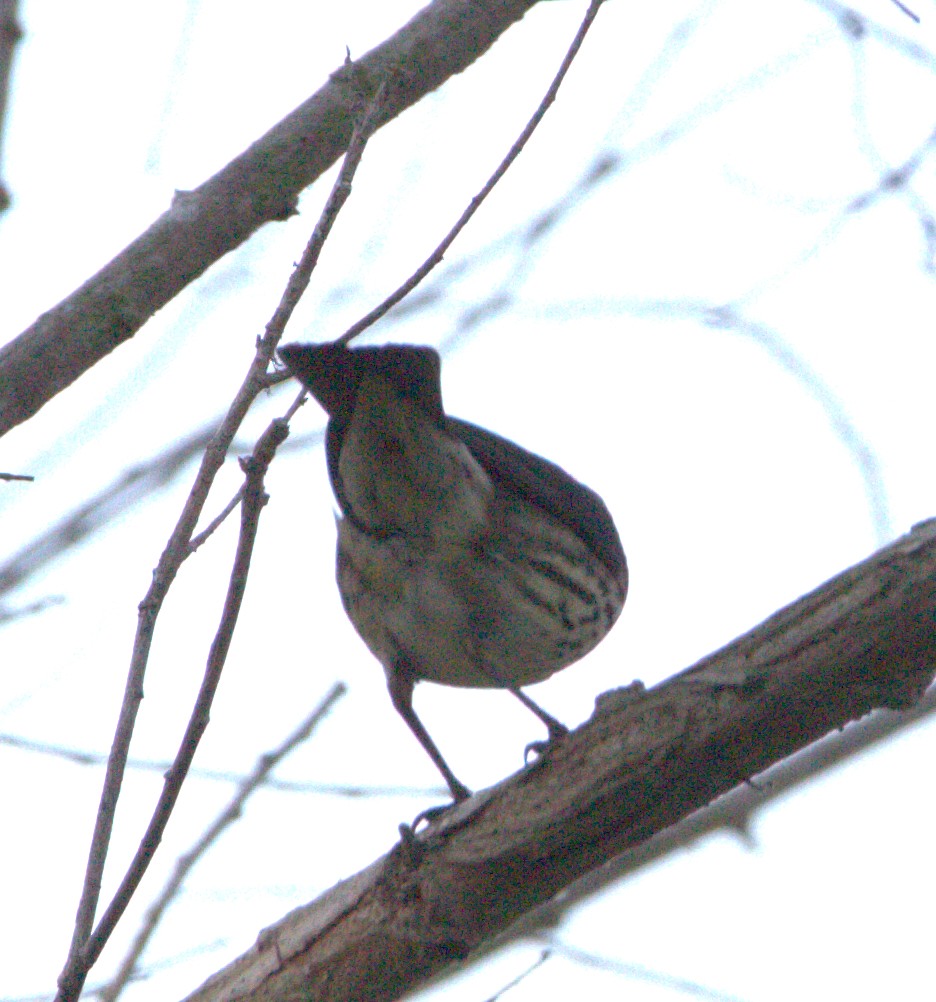 Northern Waterthrush - ML623493031