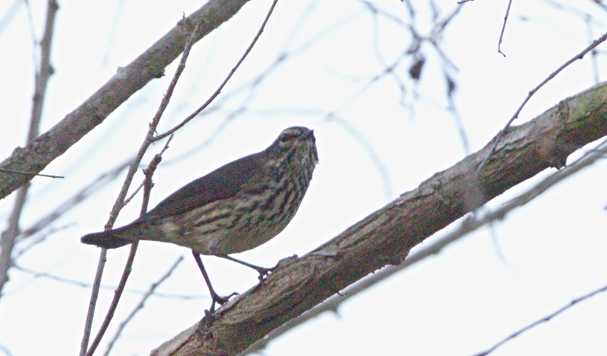 Northern Waterthrush - ML623493032