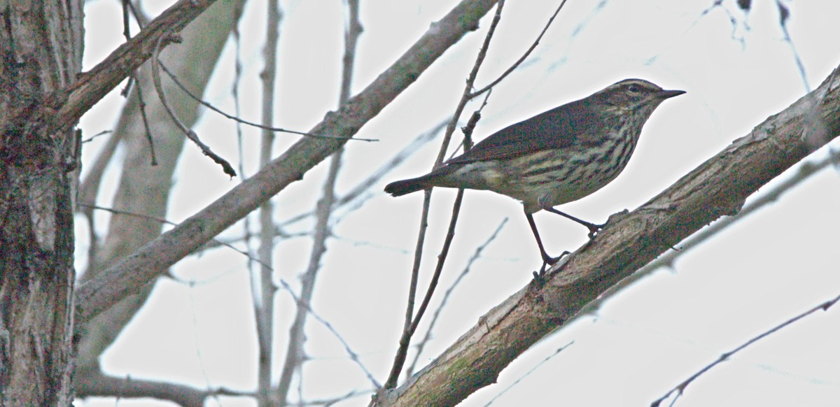 Northern Waterthrush - ML623493033