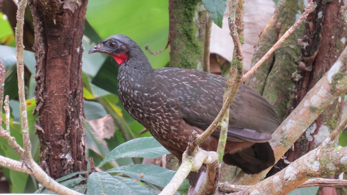 Dusky-legged Guan - ML623493069