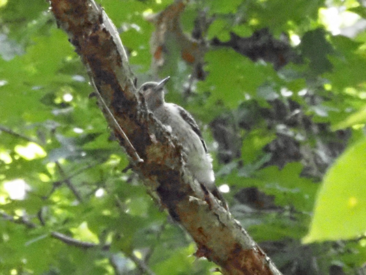 Red-headed Woodpecker - ML623493079