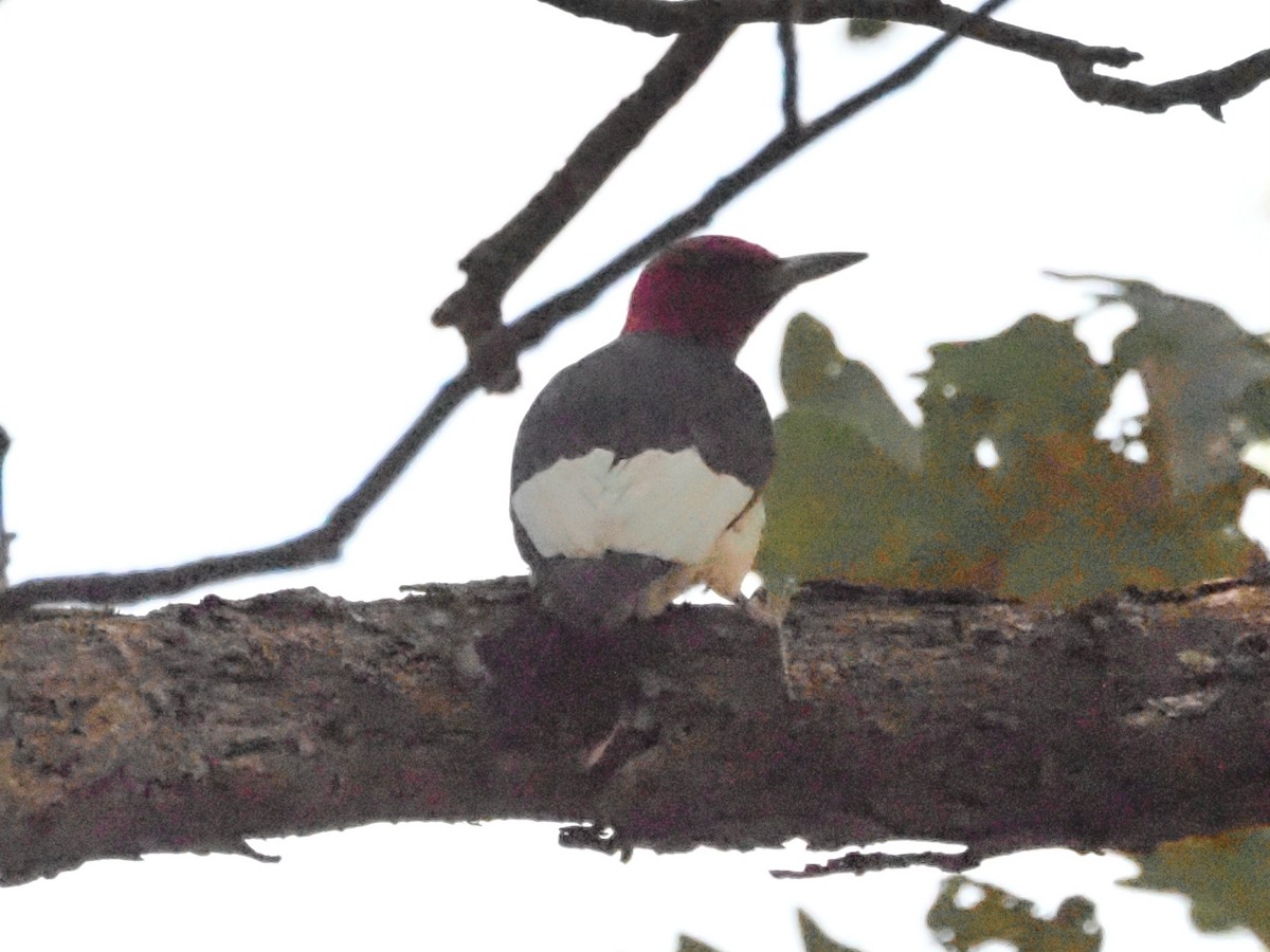 Red-headed Woodpecker - ML623493080