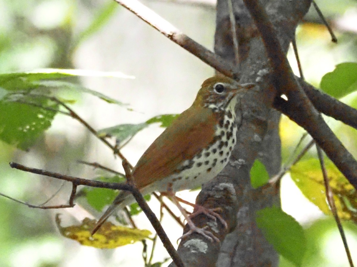 Wood Thrush - Jonine Dewitte