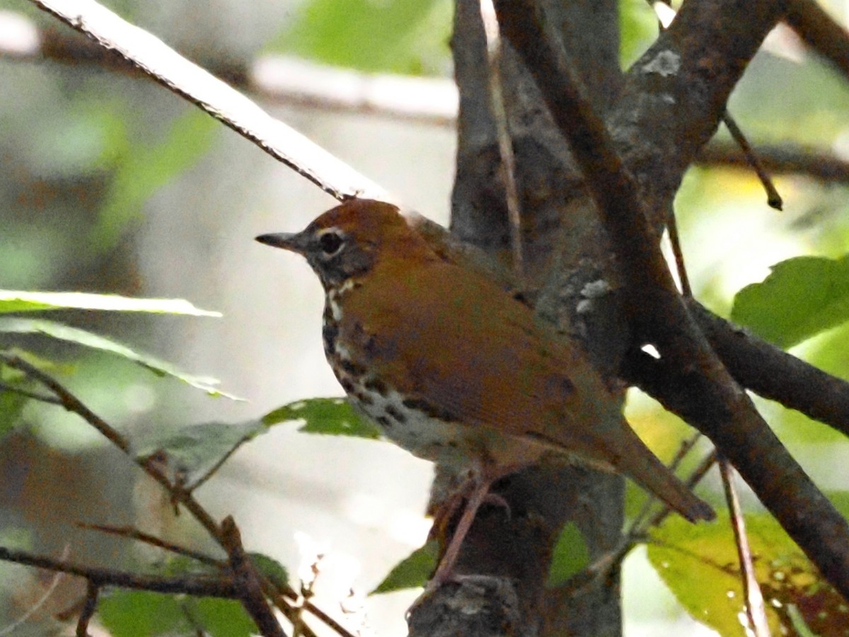 Wood Thrush - ML623493117