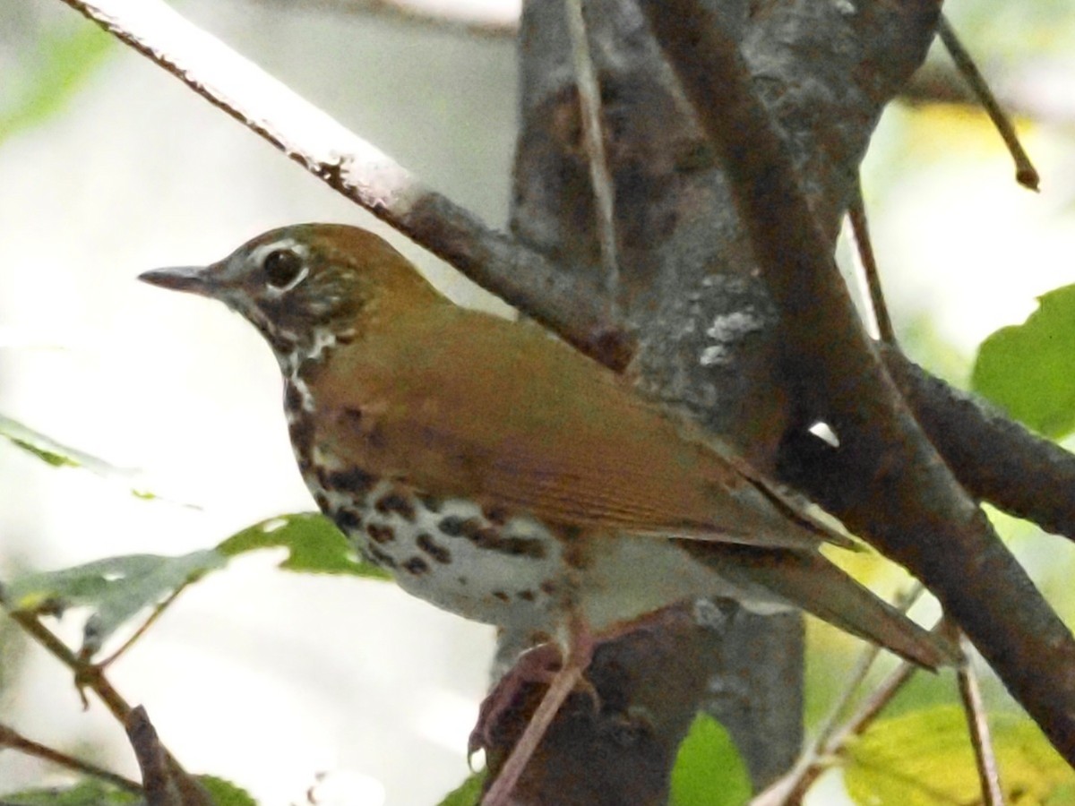 Wood Thrush - ML623493118