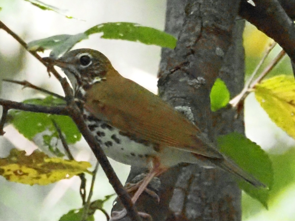 Wood Thrush - ML623493119