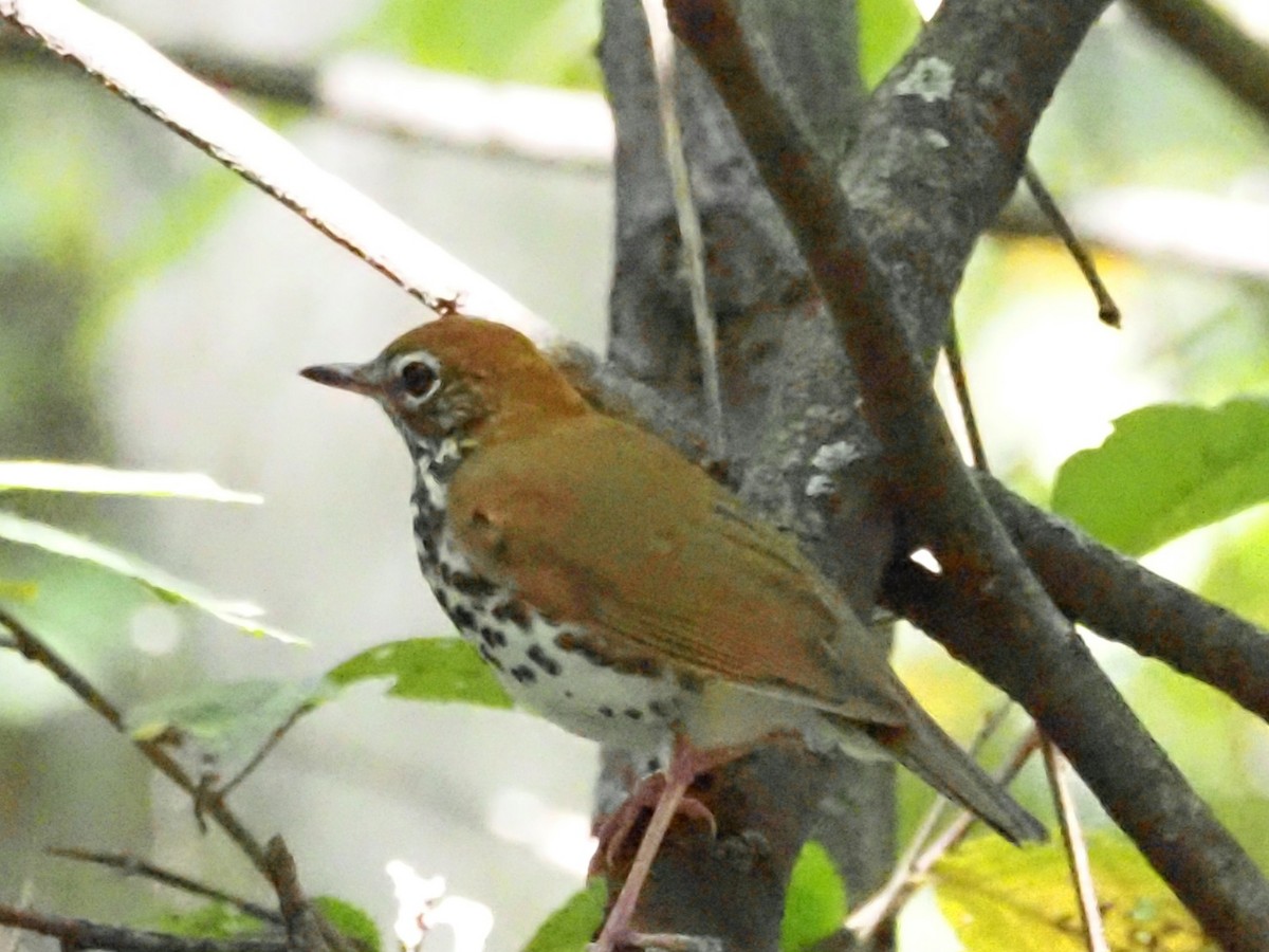 Wood Thrush - ML623493120