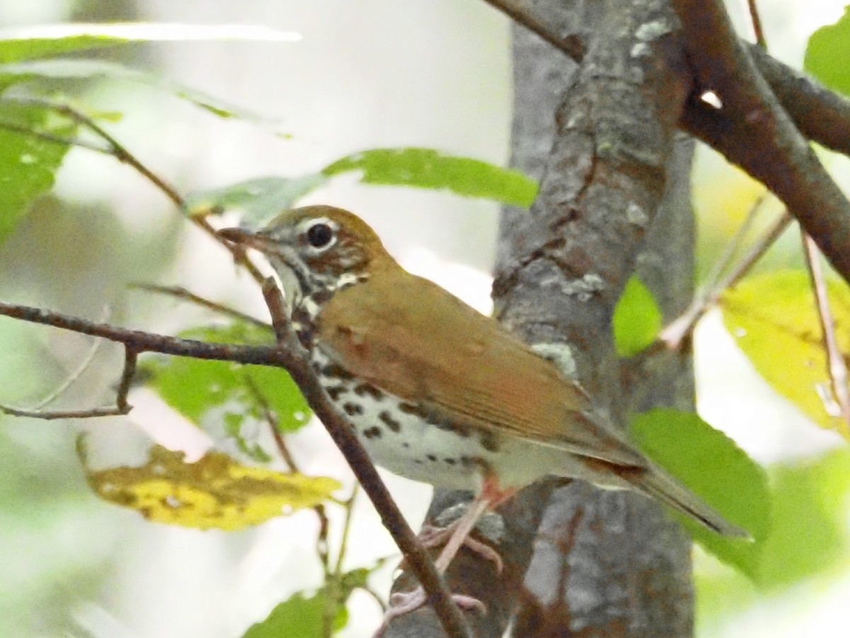 Wood Thrush - ML623493121