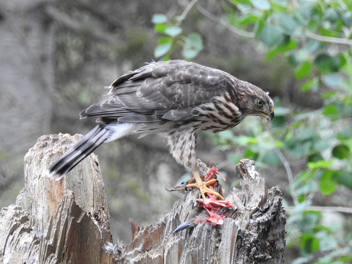 Cooper's Hawk - ML623493126