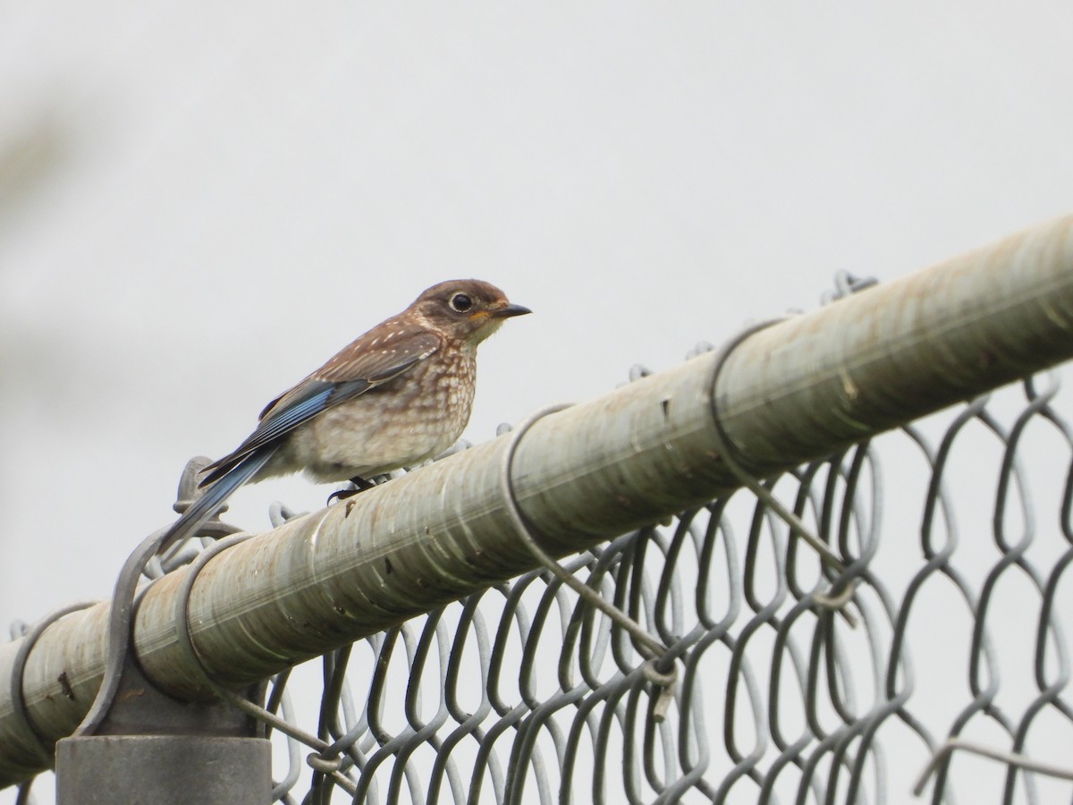 Eastern Bluebird - Becky Amedee