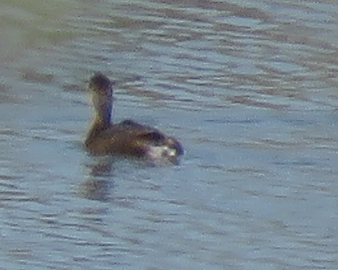 Pied-billed Grebe - ML623493170