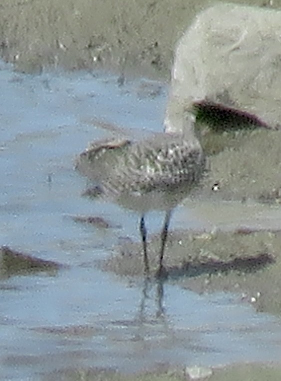 Black-bellied Plover - Leslie Ferree