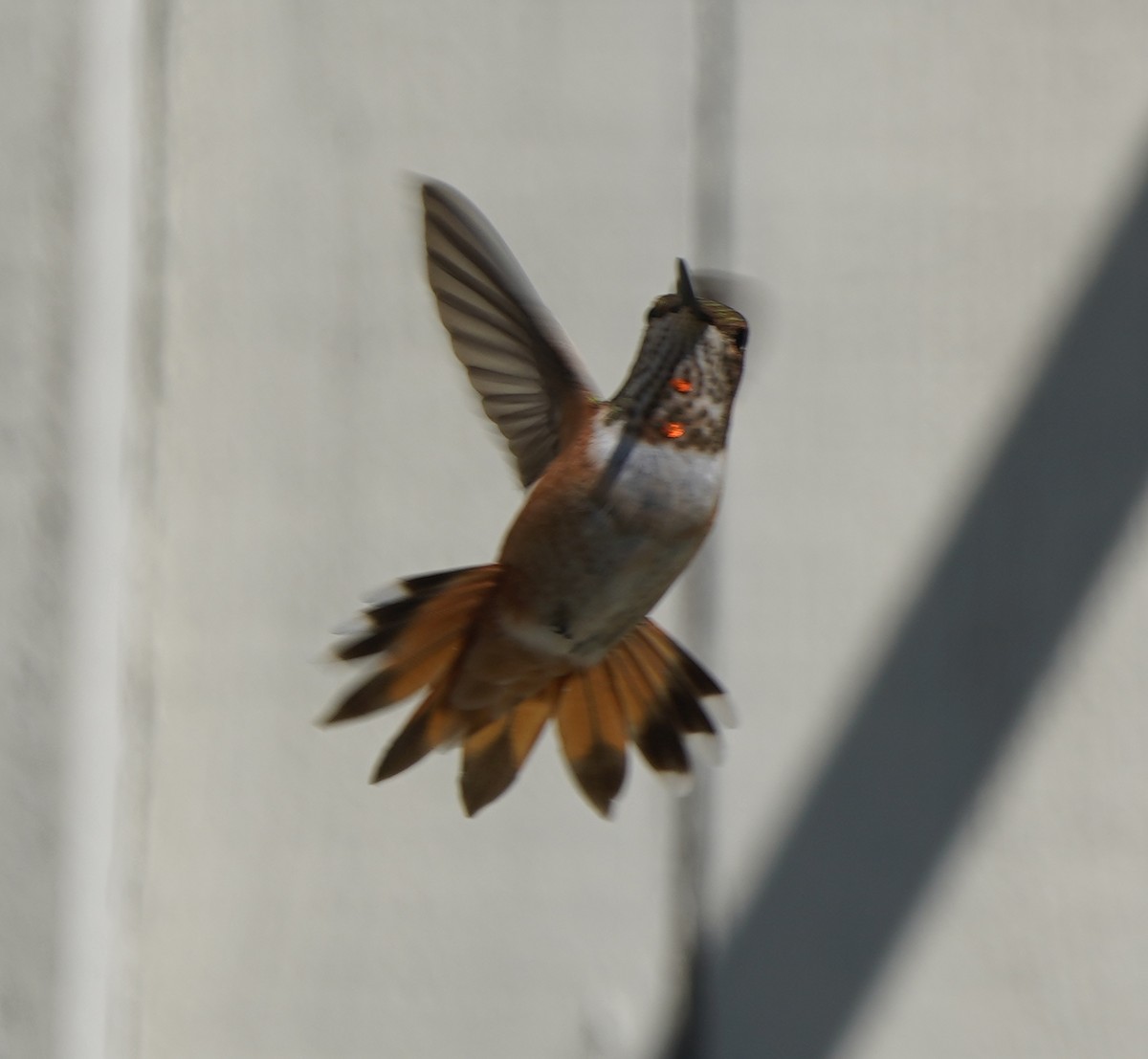 Rufous Hummingbird - Bob Toleno