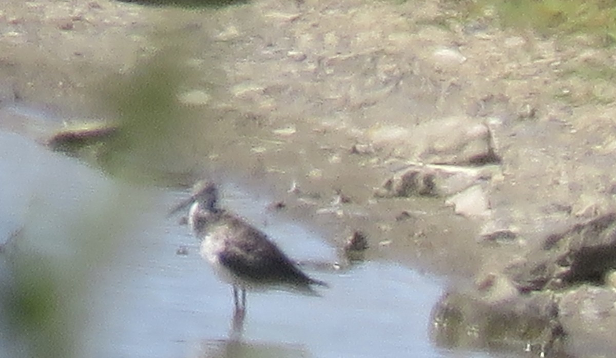 Greater Yellowlegs - ML623493207