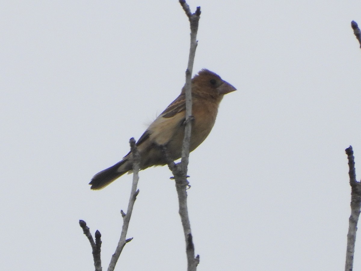 Blue Grosbeak - Becky Amedee