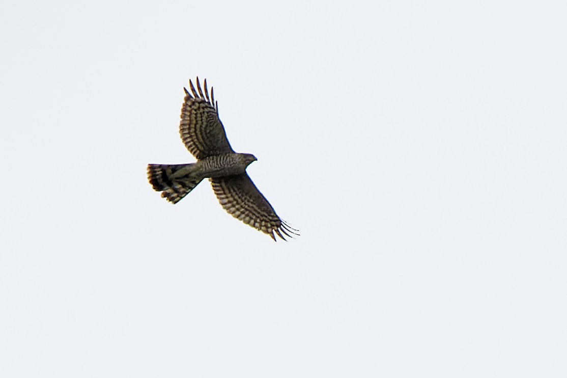 Crested Goshawk - ML623493254