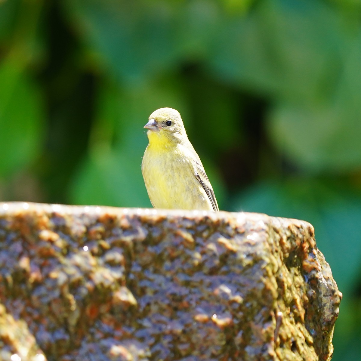 Lesser Goldfinch - ML623493257