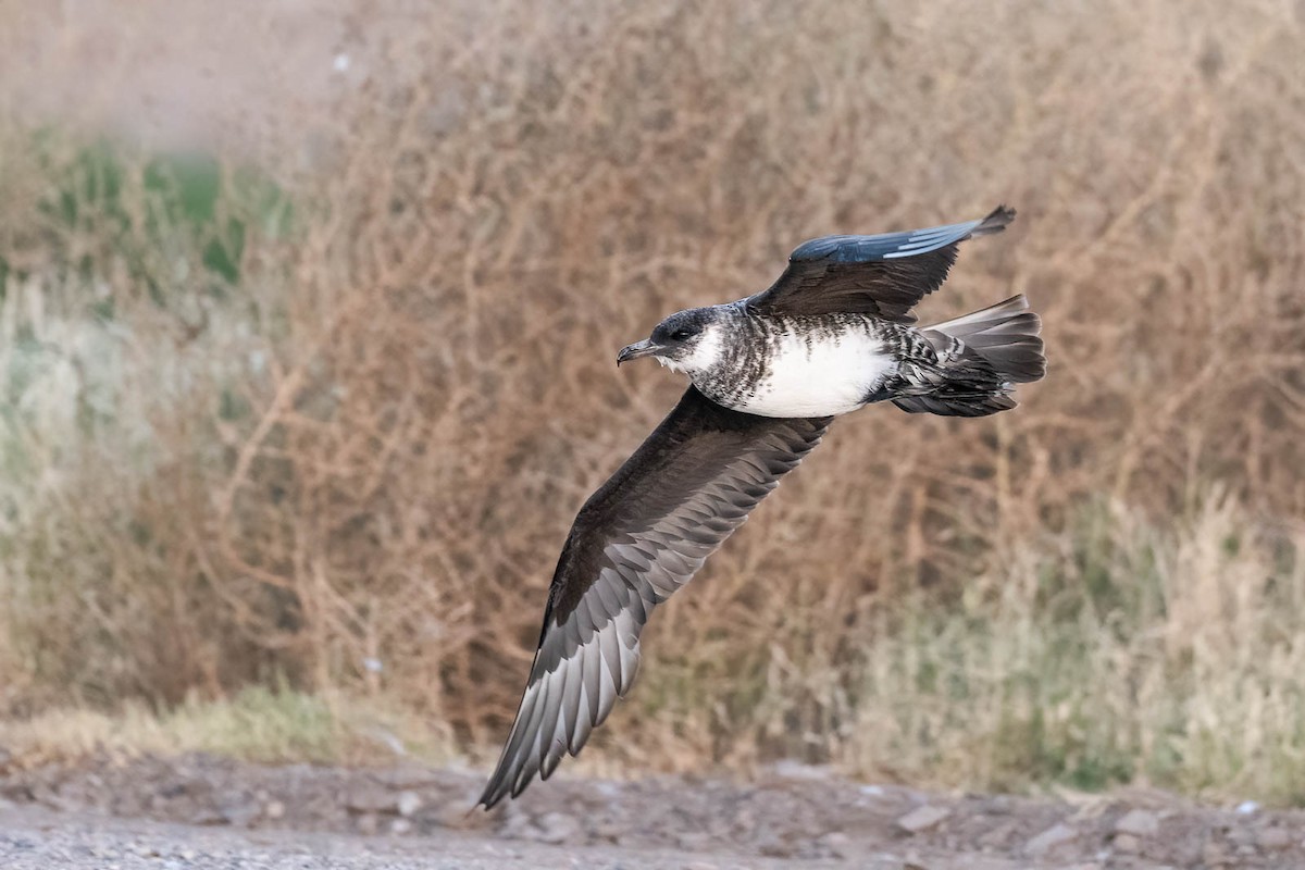 Pomarine Jaeger - ML623493281