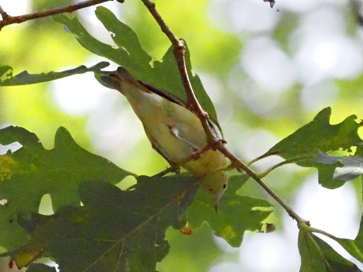 Bay-breasted Warbler - ML623493289