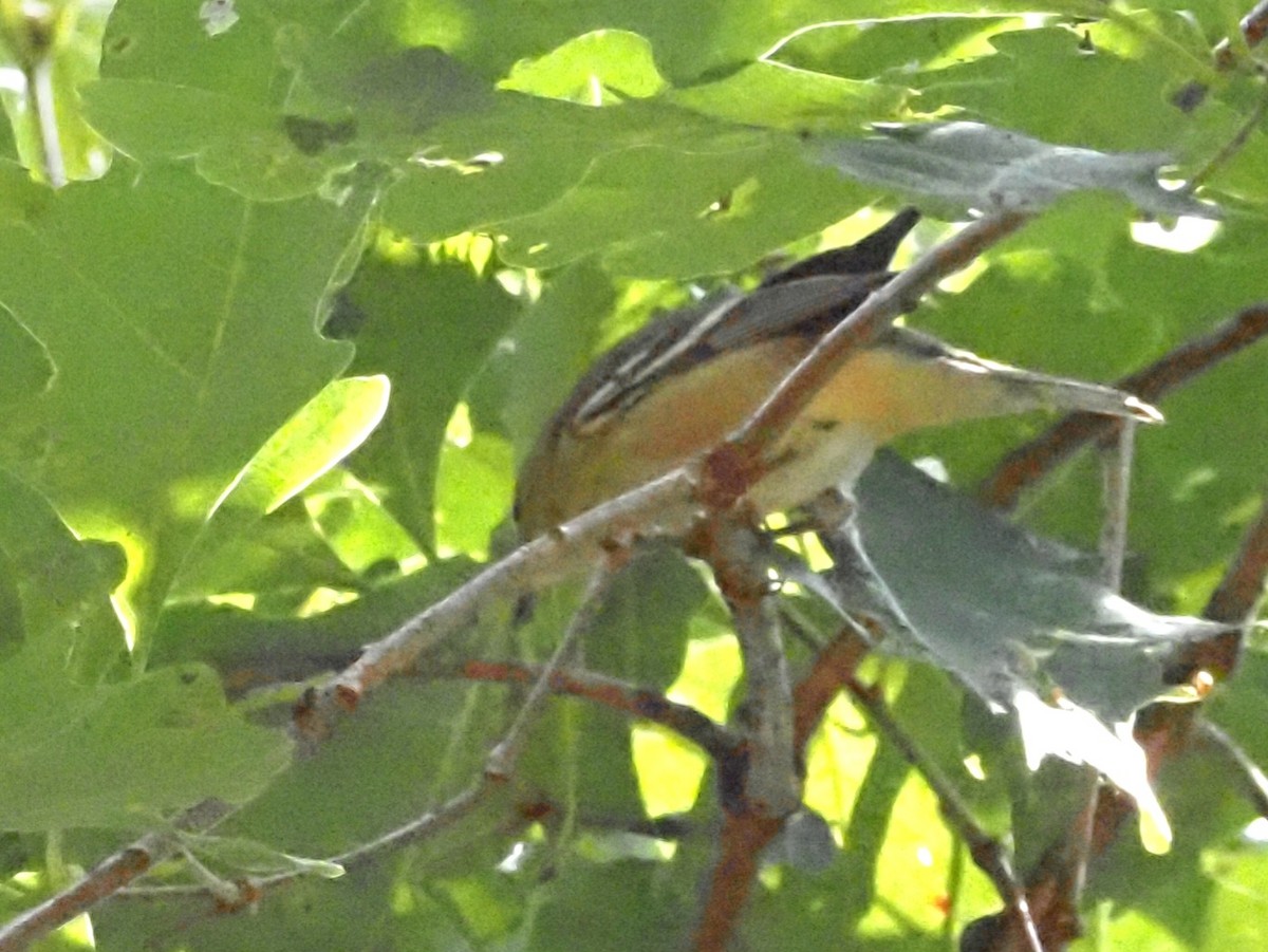 Bay-breasted Warbler - ML623493290