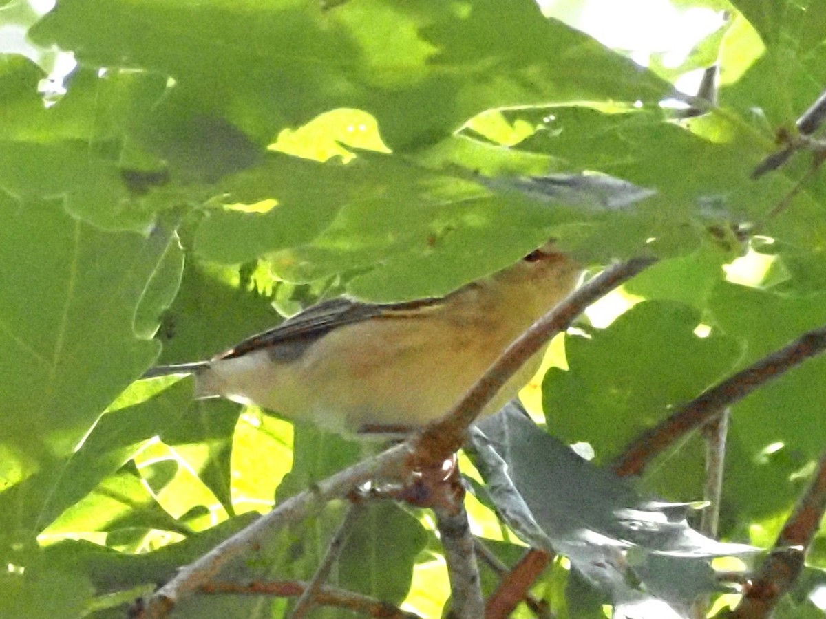 Bay-breasted Warbler - Jonine Dewitte