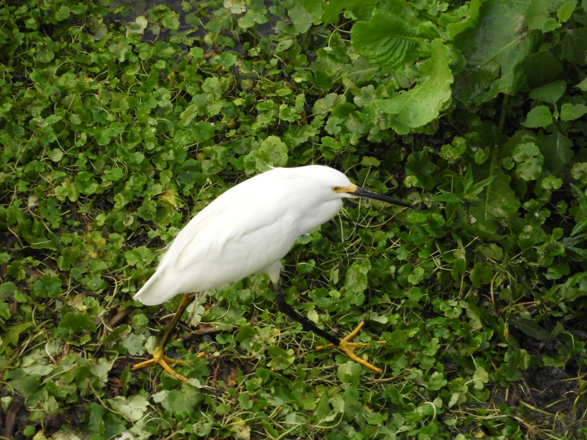 Snowy Egret - ML623493315