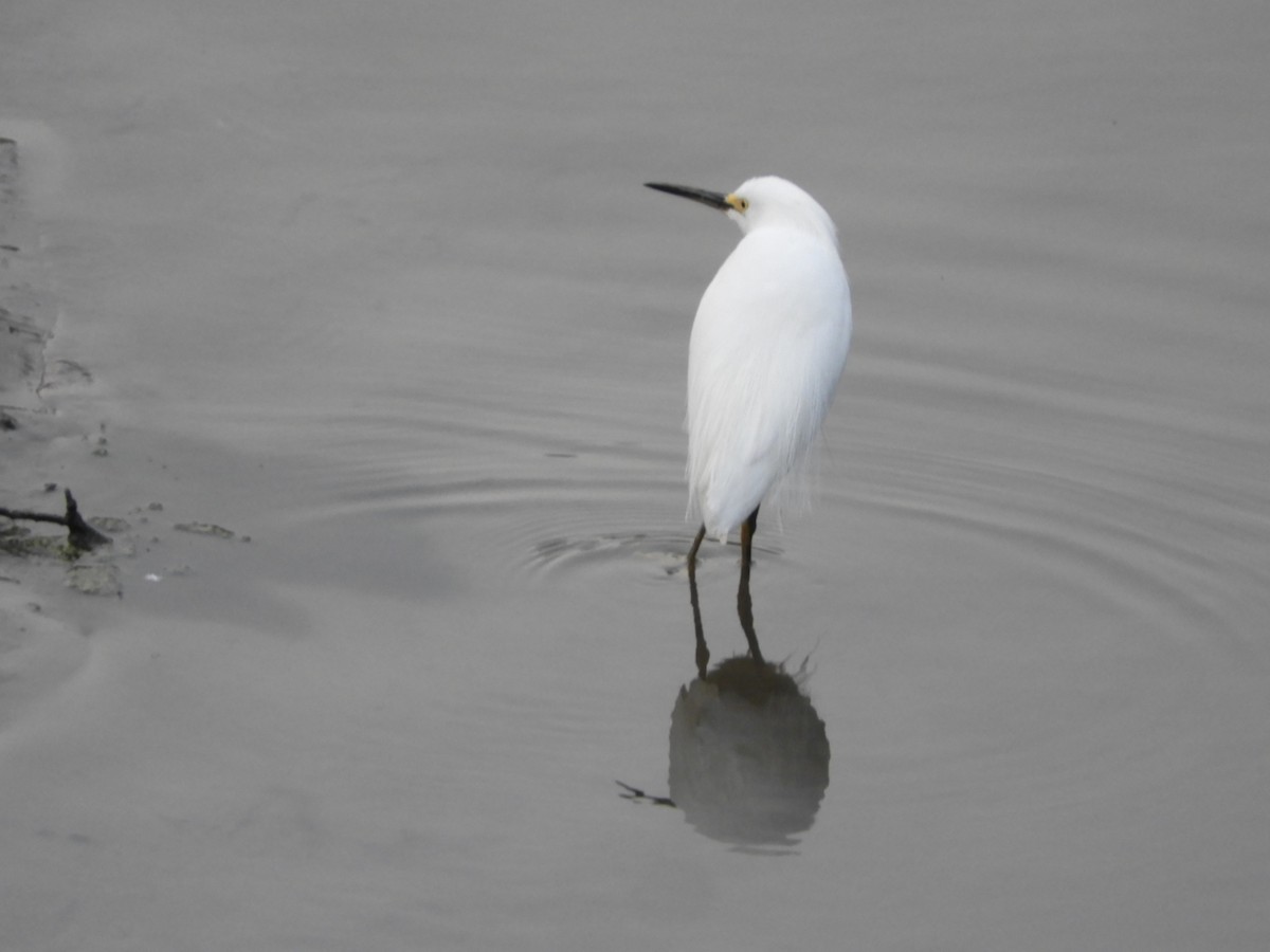 Snowy Egret - ML623493316