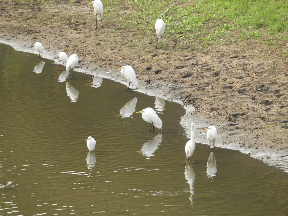 Snowy Egret - ML623493317