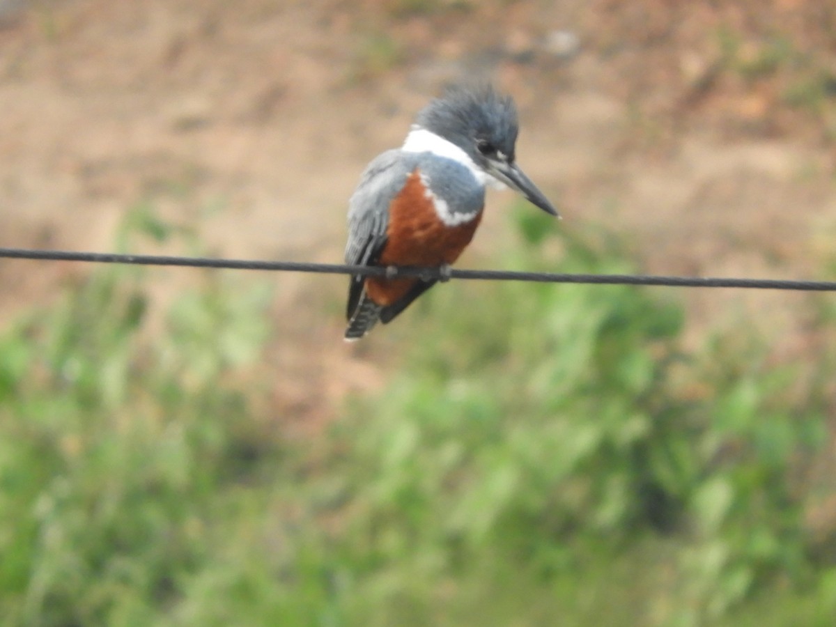 Ringed Kingfisher - ML623493366