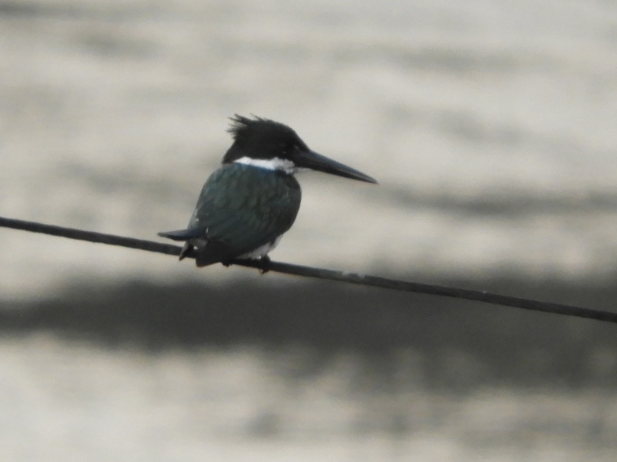 Amazon Kingfisher - ML623493368