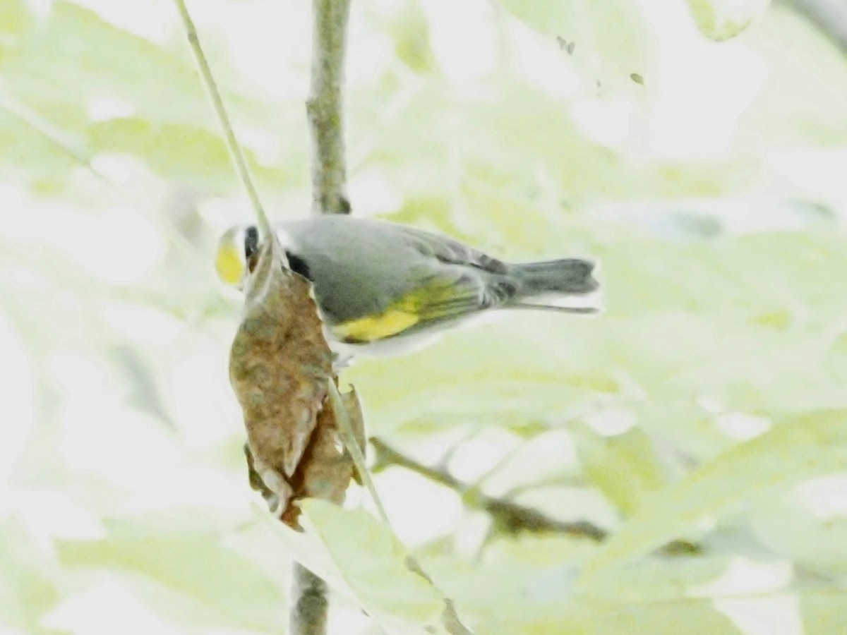 Golden-winged Warbler - ML623493369