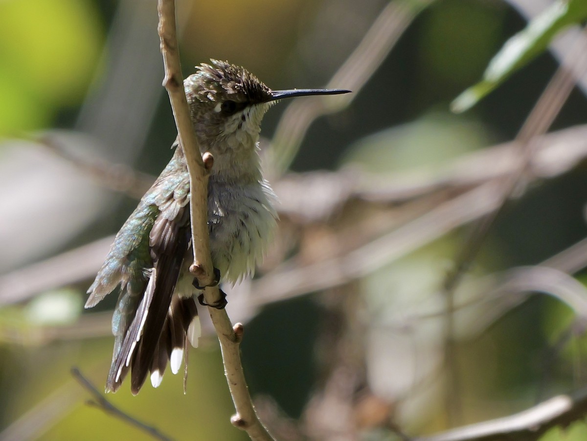 Ruby-throated Hummingbird - ML623493380