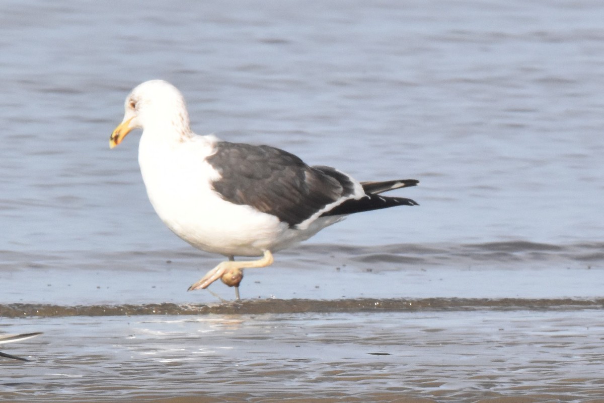 Gaviota Cocinera - ML623493420