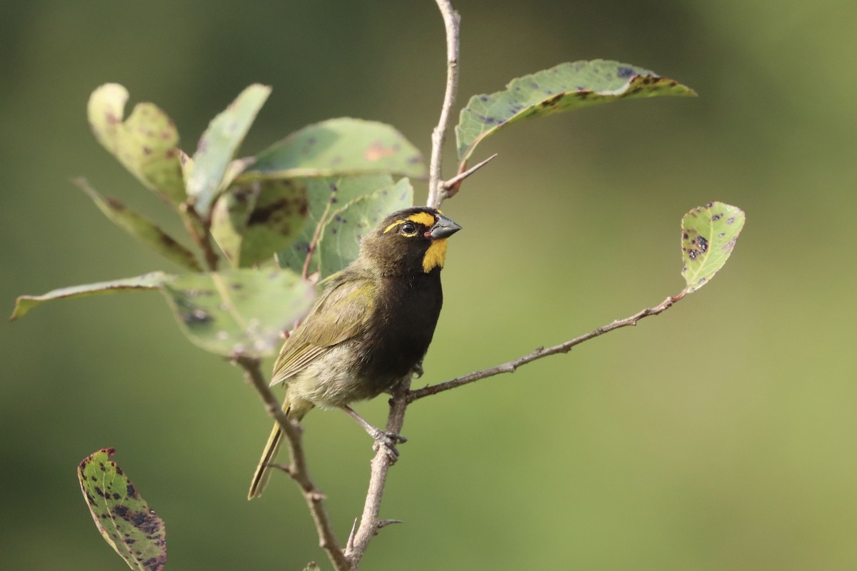 Yellow-faced Grassquit - John van Dort