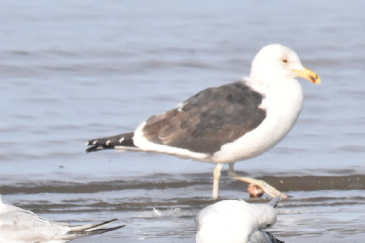 Kelp Gull - Víctor Sánchez